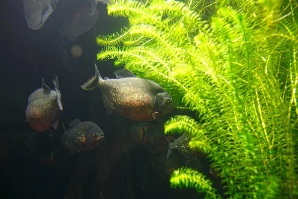 Akvaryumdaki Bir Grup Kırmızı Karınlı Pirana Balığı Yüksek Kalite Fotoğraf — Stok fotoğraf