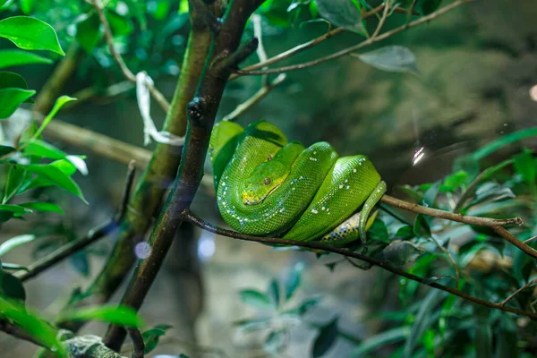 Boa Árbol Esmeralda Simplemente Boa Árbol Esmeralda Corallus Caninus Enrollado —  Fotos de Stock