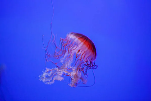 Chrysaora Fuscescens Medusas Acuario Con Tentáculos Rojos Foto Alta Calidad — Foto de Stock