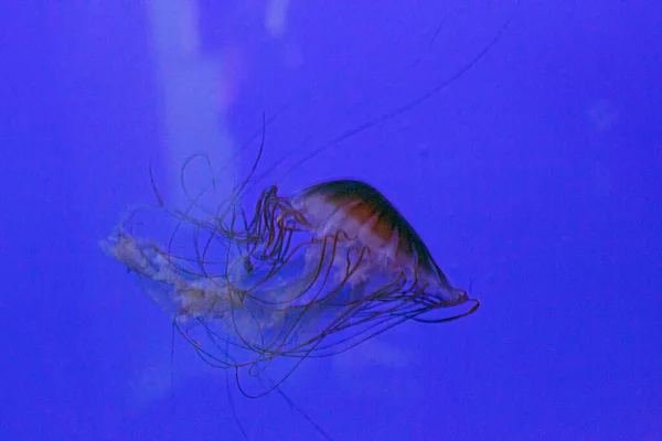 Chrysaora Fuscescens Medusa Acquario Con Tentacoli Rossi Foto Alta Qualità — Foto Stock