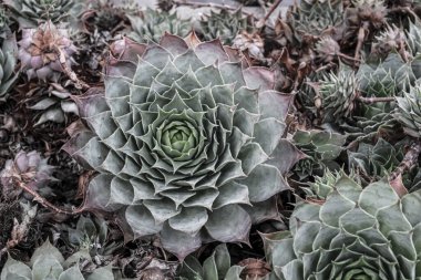 Sivri yaprakları olan sulu bir bitki. Yüksek kalite fotoğraf