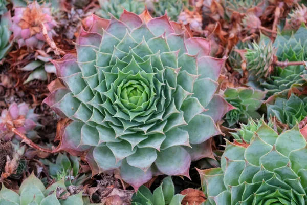 Pianta Succulenta Con Foglie Appuntite Vaso Foto Alta Qualità — Foto Stock