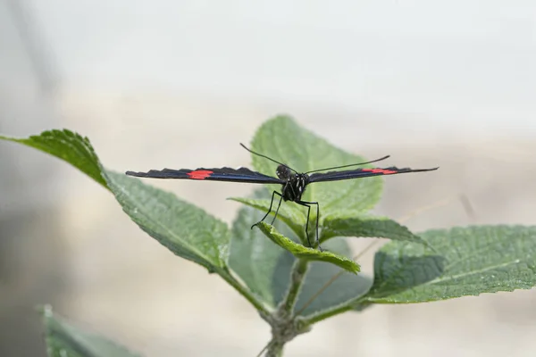 Nymphalidae Щіткоподібна Метелик Високоякісна Фотографія — стокове фото