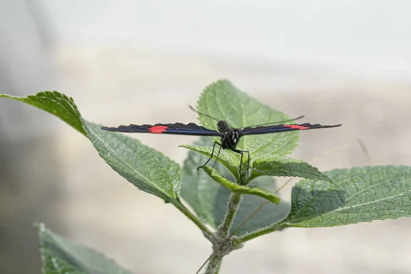 Nymphalidae Щіткоподібна Метелик Високоякісна Фотографія — стокове фото