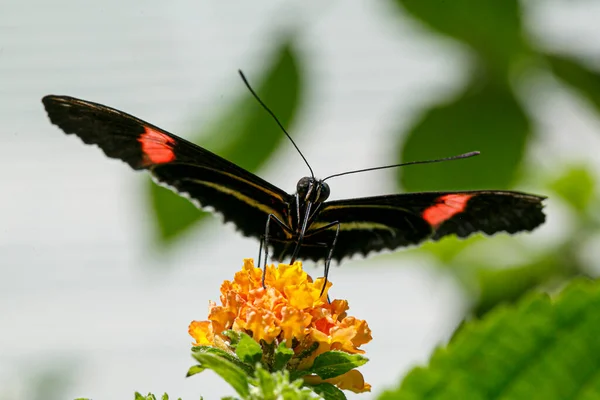 Nymphalidae Mariposa Con Patas Pincel Foto Alta Calidad — Foto de Stock