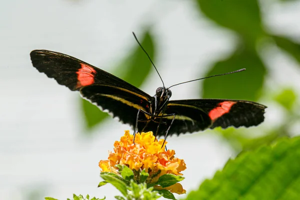 Nymphalidae Mariposa Con Patas Pincel Foto Alta Calidad — Foto de Stock