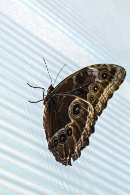  Satyrinae kelebeği lepidettore beyaz perdede dinleniyor.