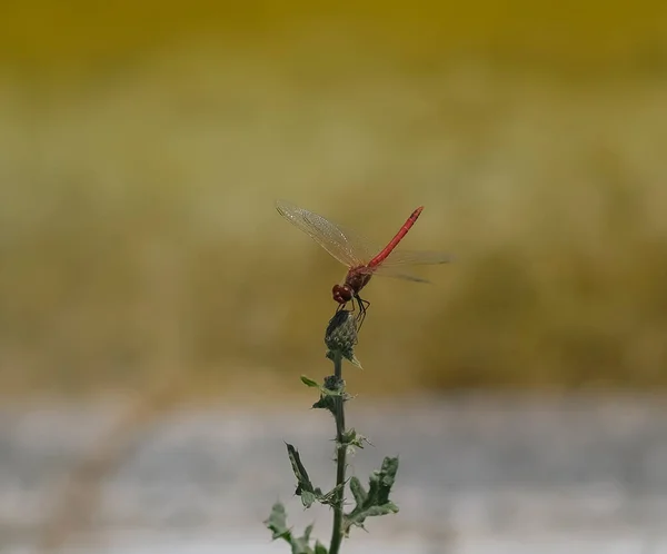 Die Rote Libelle Ruht Auf Einem Ast Teich Hochwertiges Foto — Stockfoto