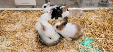 Etrafında siyah ve beyaz cüce tavşanlar var. Yüksek kalite fotoğraf