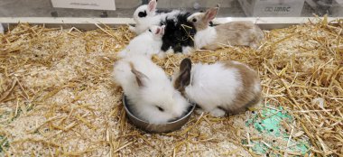 Etrafında siyah ve beyaz cüce tavşanlar var. Yüksek kalite fotoğraf