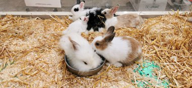 Etrafında siyah ve beyaz cüce tavşanlar var. Yüksek kalite fotoğraf