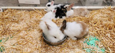 Etrafında siyah ve beyaz cüce tavşanlar var. Yüksek kalite fotoğraf