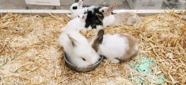 Etrafında siyah ve beyaz cüce tavşanlar var. Yüksek kalite fotoğraf