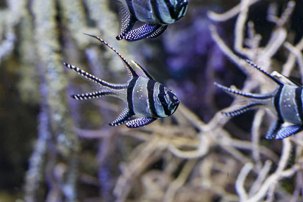 Pterapogon Kauderni Bíboros Banggai Akváriumi Korallok Kiváló Minőségű Fénykép — Stock Fotó