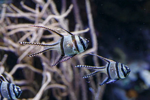 Pterapogon Kauderni Kardinal Banggai Akvariekoraller Högkvalitativt Foto — Stockfoto