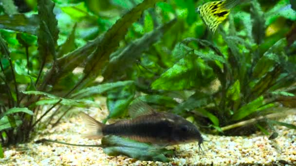 Corydoras Coloration Des Poissons Fond Sauvages Nouveau Dans Aquarium Planté — Video