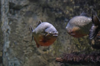 Akvaryumdaki bir grup kırmızı karınlı pirana balığı. Yüksek kalite fotoğraf