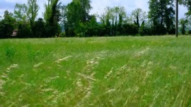 İtalya 'da güneşli bir günde rüzgâr yeşil çayırı hareket ettirdi. Yüksek kalite 4k görüntü