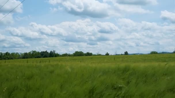 Зелений Луг Переміщений Вітром Сонячний День Італії Високоякісні Кадри — стокове відео