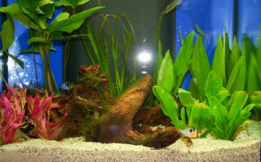 Güzel bir tatlı su akvaryumunda yüzen renkli bir Ram Cichlid yemyeşil ve kırmızı su bitkileri ve doğal akıntı dallarıyla birlikte. Yüksek kalite fotoğraf ramirezi