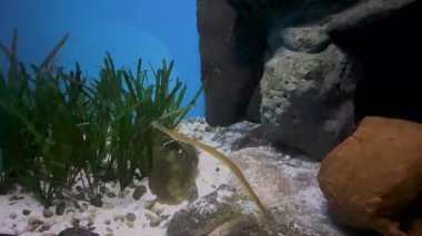 Akvaryumda yüzen bir köpekbalığının kendine özgü baş şeklini ve mavi sularda yüzgeçlerini yakaladığı bir görüntü. Yüksek kalite 4k görüntü