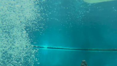 Akvaryumda yüzen bir köpekbalığının kendine özgü baş şeklini ve mavi sularda yüzgeçlerini yakaladığı bir görüntü. Yüksek kalite 4k görüntü