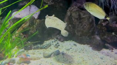 Bu sakin videoda canlı bir akvaryum akvaryumunun güzelliğini vurgulayan kayaların ve kumların arasında yüzen renkli balıklarla dolu bir akvaryum var.