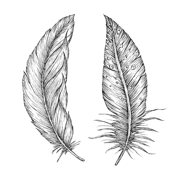 Ayrıntılı el vektör tüyler çekilmiş. Süslü anahat kartı.