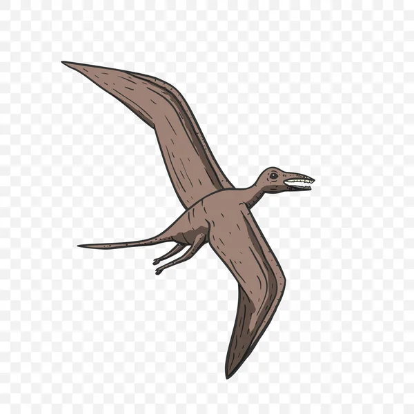 Pteranodon Dinosaur vector. — Stock Vector