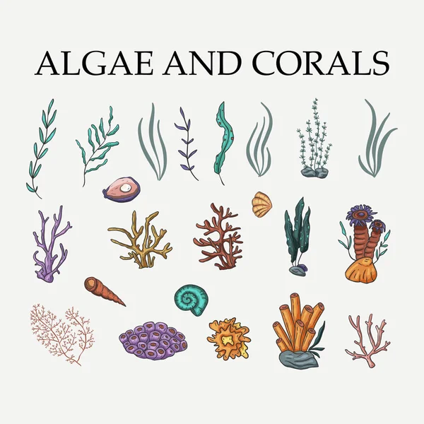 Conjunto de vectores de algas, coral y plantas marinas . — Vector de stock