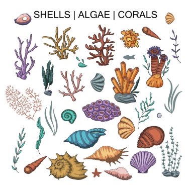 Yosun, mercan ve kabukları büyük vektör set.