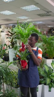 Young florist presenting guzmania plant in flower shop footage