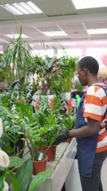 African american florist spraying water on plants in flower shop