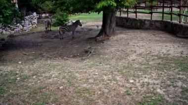 Zebras standing in the shade of a tree inside a zoo enclosure