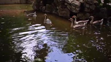 Geese swimming in a pond in a park.