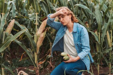 Sad female farmer holding corn cobs and suffering from heat stroke in cultivated cornfield