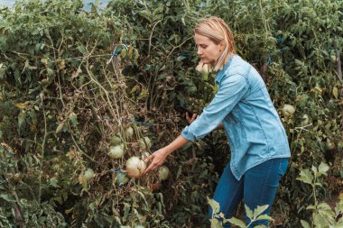 Female farmer inspecting tomatoes with blight in greenhouse