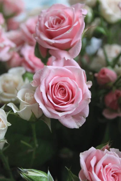 Gros Plan Fleurs Roses Fraîches — Photo