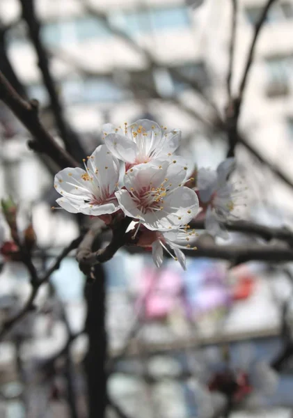 Floraison Fleur Cerisier Fermer — Photo