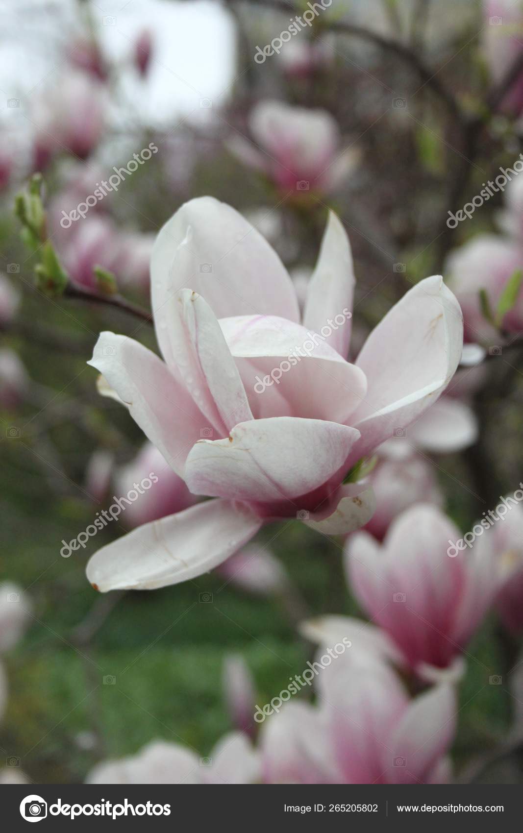Close Magnolia Flowers Blooming Tree Spring Season Stock Photo C Samarithaine 265205802