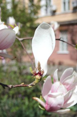 bahar sezonunda ağaçta açan Magnolia çiçek yakın  