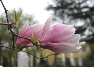 bahar sezonunda ağaçta açan Magnolia çiçek yakın  