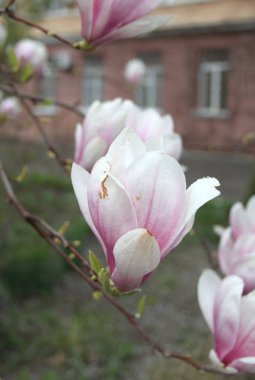 bahar sezonunda ağaçta açan Magnolia çiçek yakın  