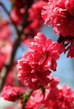 bahar mevsiminde ağaçta açan çiçeklerin yakın  