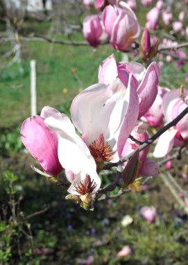 bahar sezonunda ağaçta açan Magnolia çiçek yakın  