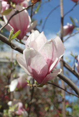 bahar sezonunda ağaçta açan Magnolia çiçek yakın  