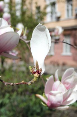 bahar sezonunda ağaçta açan Magnolia çiçek yakın  