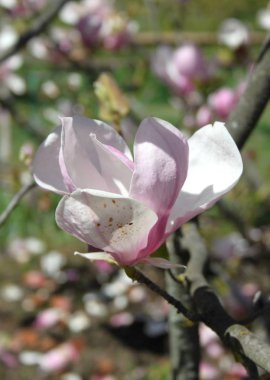 bahar sezonunda ağaçta açan Magnolia çiçek yakın  