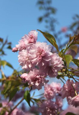bahar mevsiminde ağaçta açan çiçeklerin yakın  
