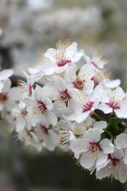 bahar mevsiminde ağaçta açan çiçeklerin yakın  